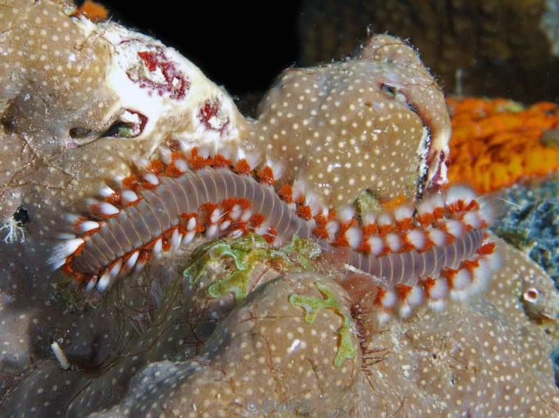 scuba diving bonaire