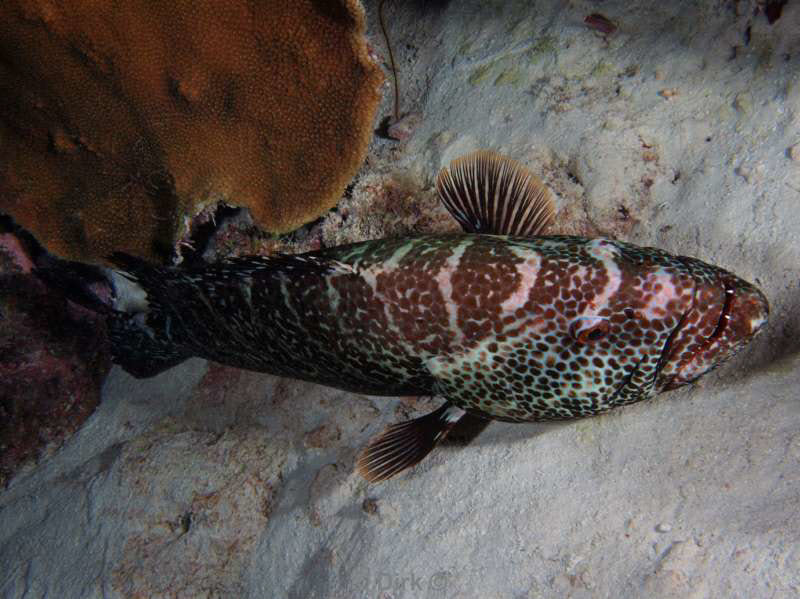 scuba diving bonaire