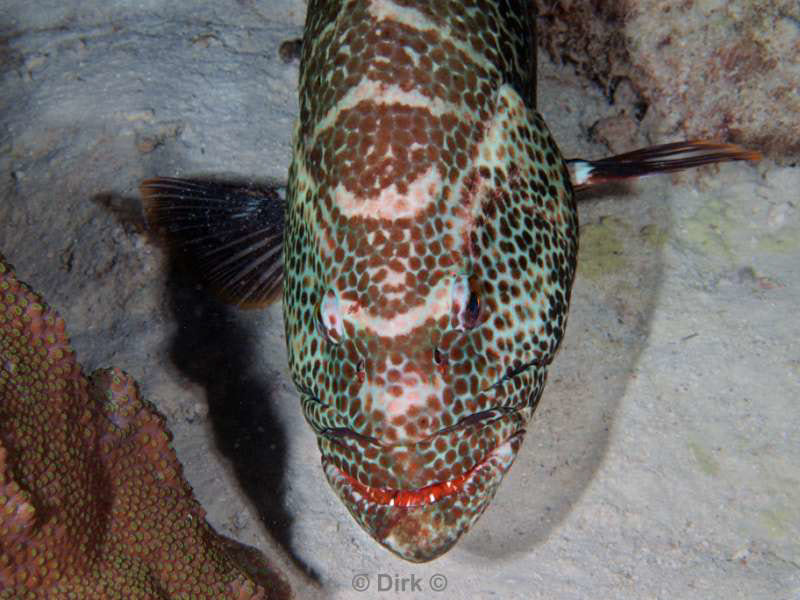 scuba diving bonaire