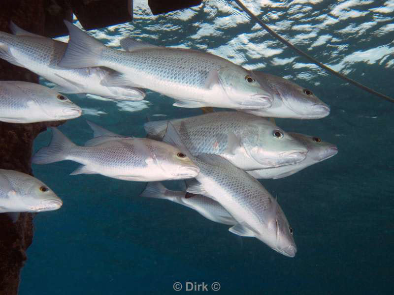 scuba diving bonaire