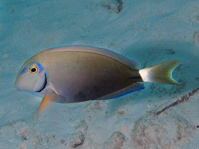 scuba diving bonaire