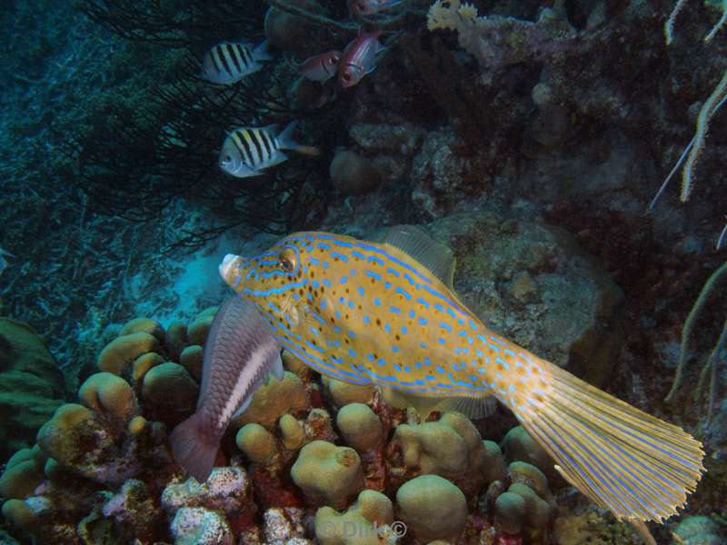 scuba diving bonaire