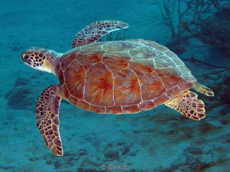 scuba diving bonaire