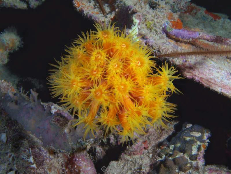 scuba diving bonaire