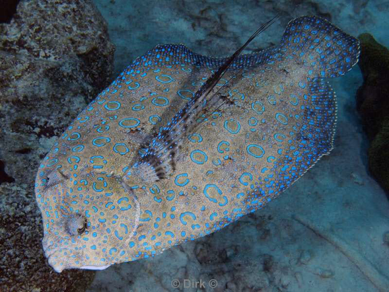 scuba diving bonaire