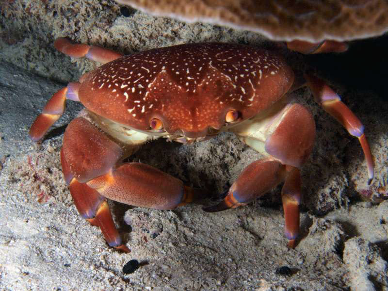 scuba diving bonaire