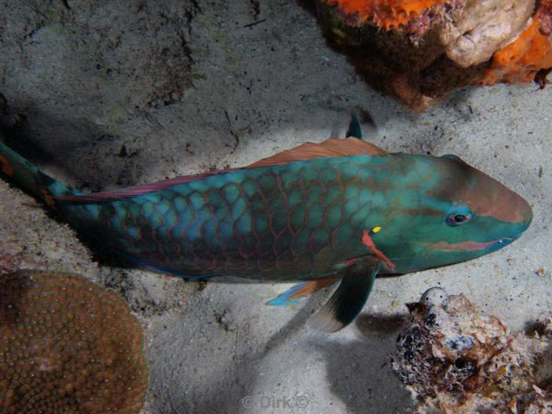 scuba diving bonaire