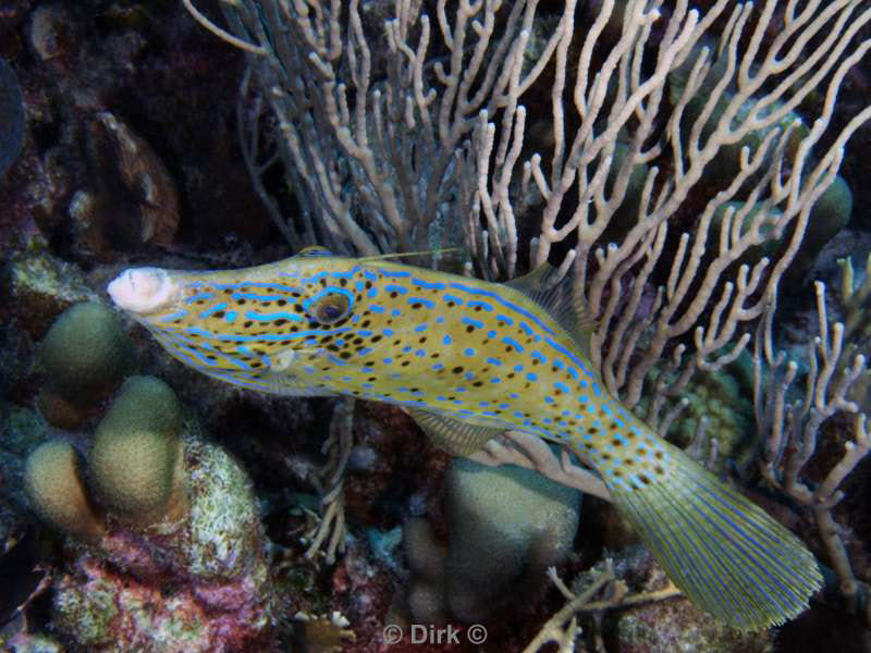 scuba diving bonaire