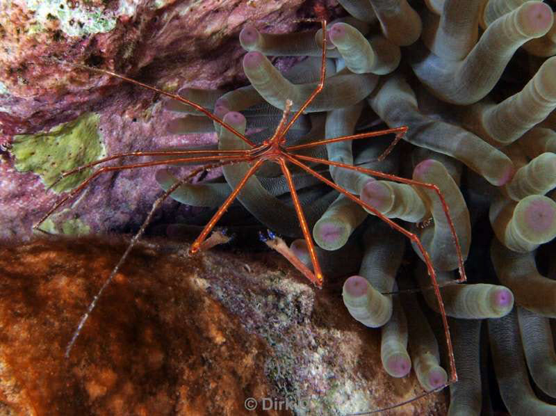 scuba diving bonaire