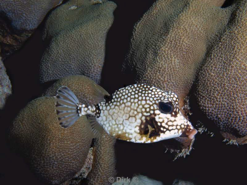 scuba diving bonaire