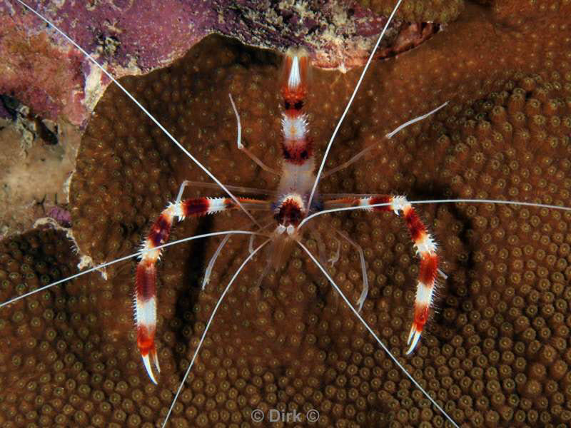 scuba diving bonaire