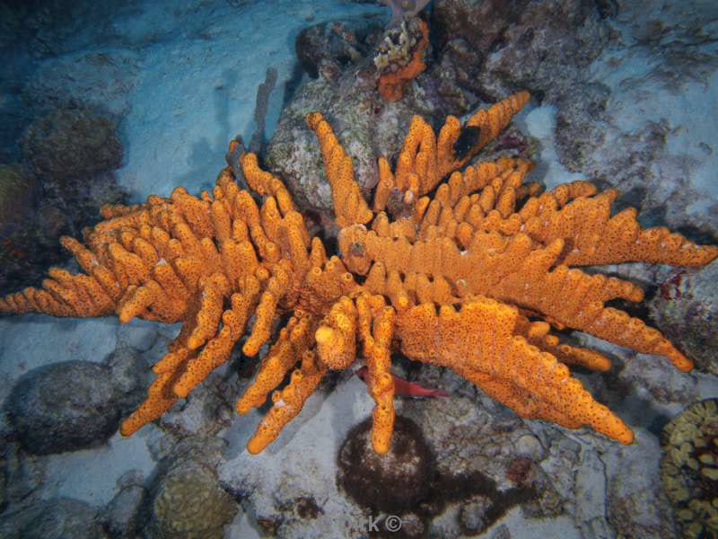 scuba diving bonaire