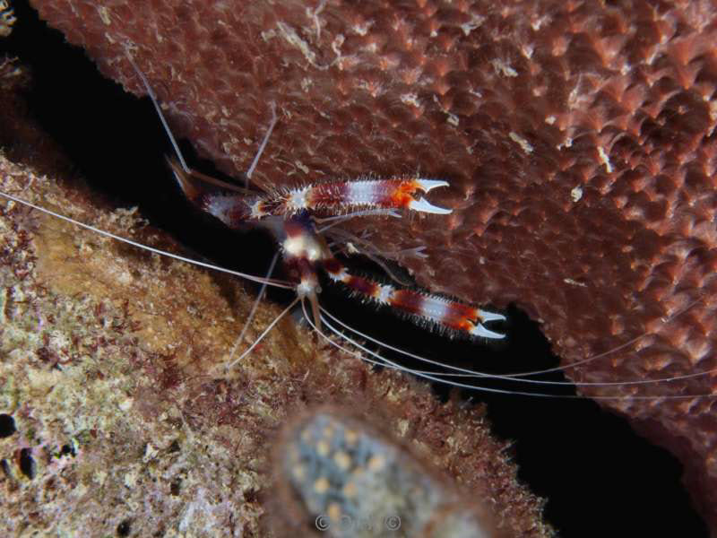 scuba diving bonaire