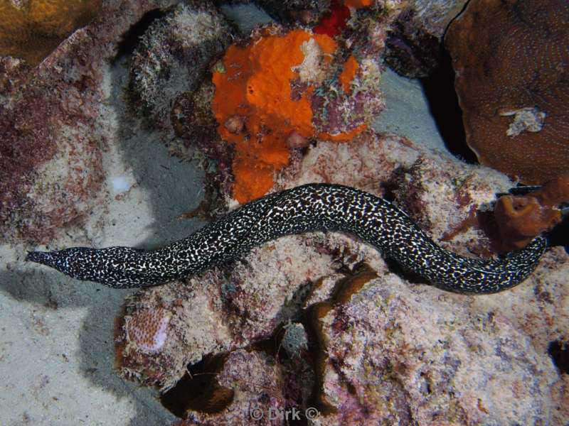 scuba diving bonaire