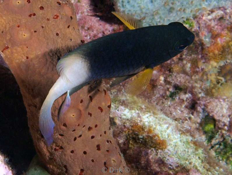 scuba diving bonaire