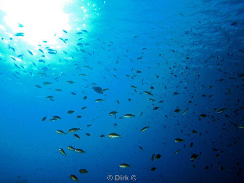 scuba diving bonaire