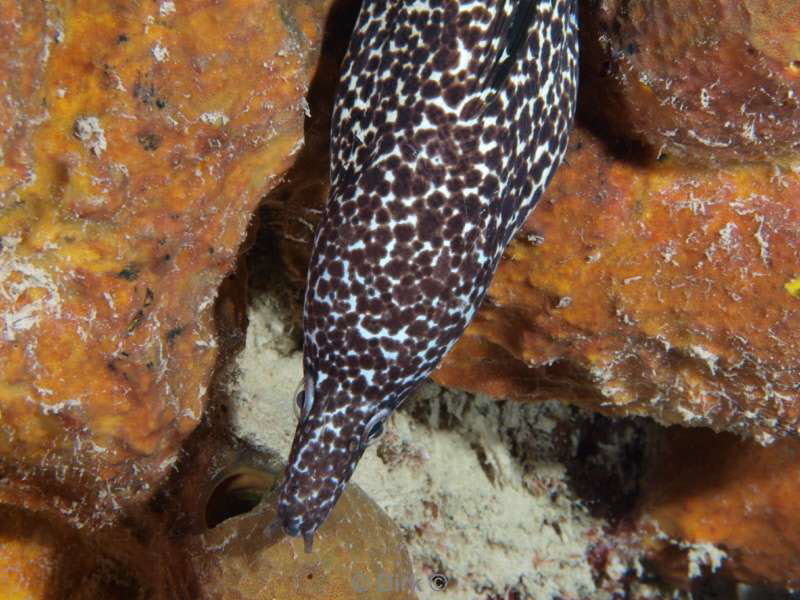 scuba diving bonaire