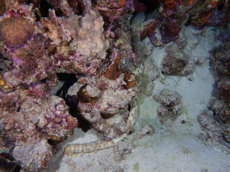 scuba diving bonaire