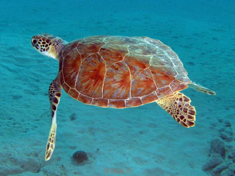 scuba diving bonaire