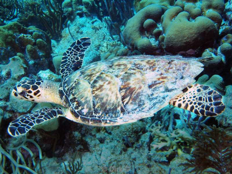 scuba diving bonaire