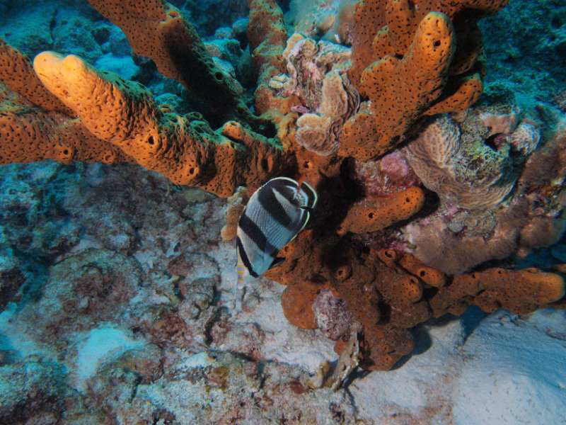 scuba diving bonaire