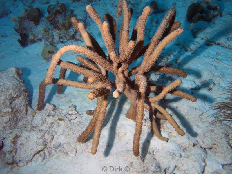 scuba diving bonaire