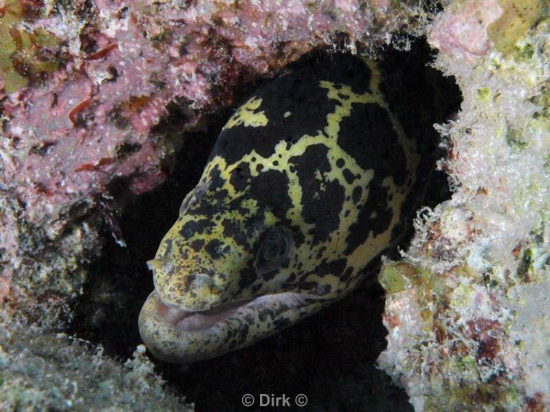 scuba diving bonaire