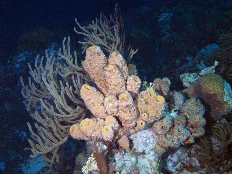 scuba diving bonaire