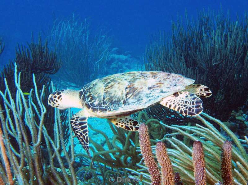 scuba diving bonaire