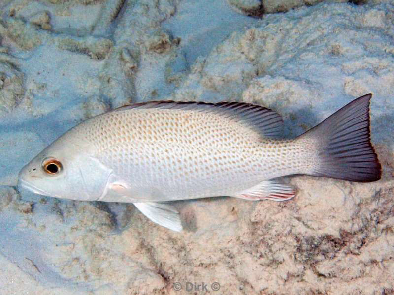 scuba diving bonaire