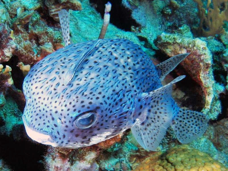 scuba diving bonaire