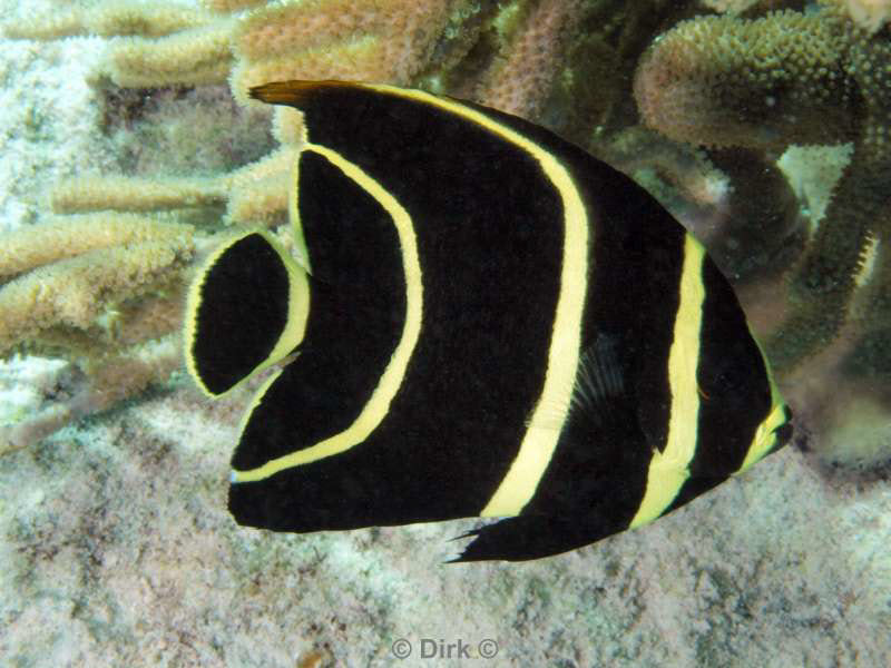 scuba diving bonaire