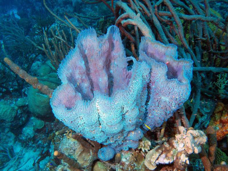 scuba diving bonaire