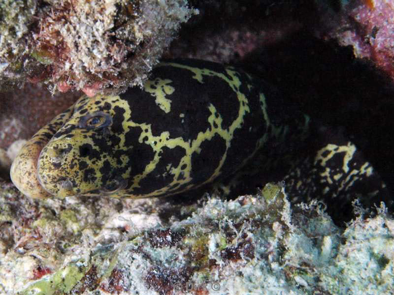 scuba diving bonaire