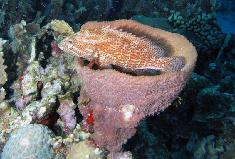 scuba diving bonaire