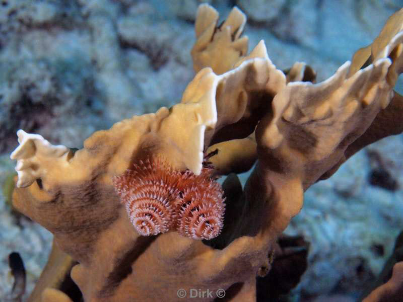 scuba diving bonaire