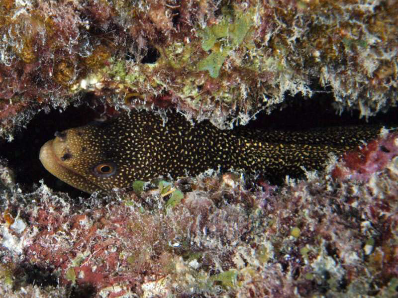 scuba diving bonaire