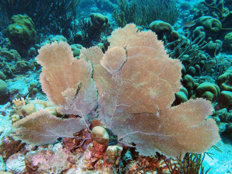 scuba diving bonaire