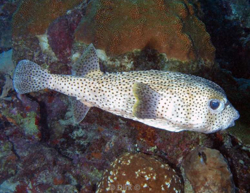 scuba diving bonaire