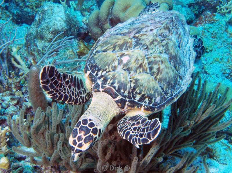 scuba diving bonaire