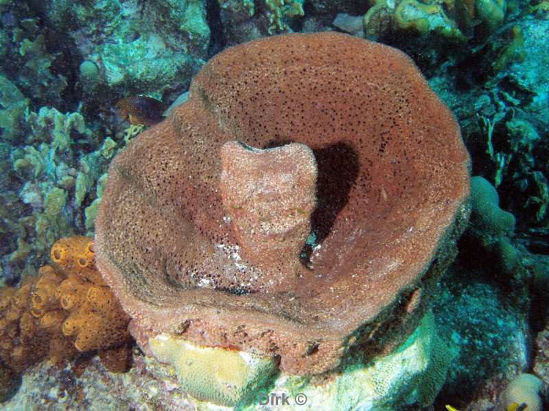 scuba diving bonaire