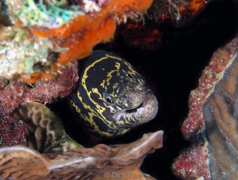 scuba diving bonaire