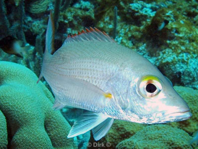 scuba diving bonaire