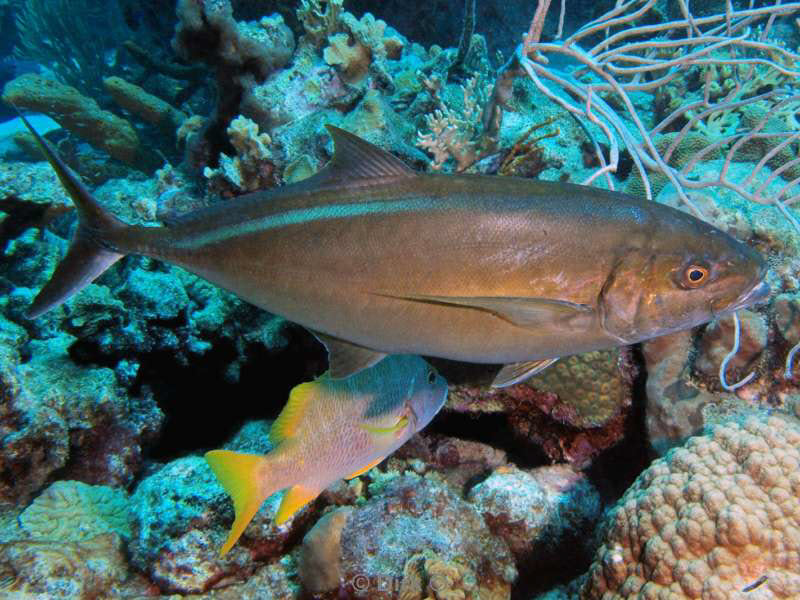 scuba diving bonaire