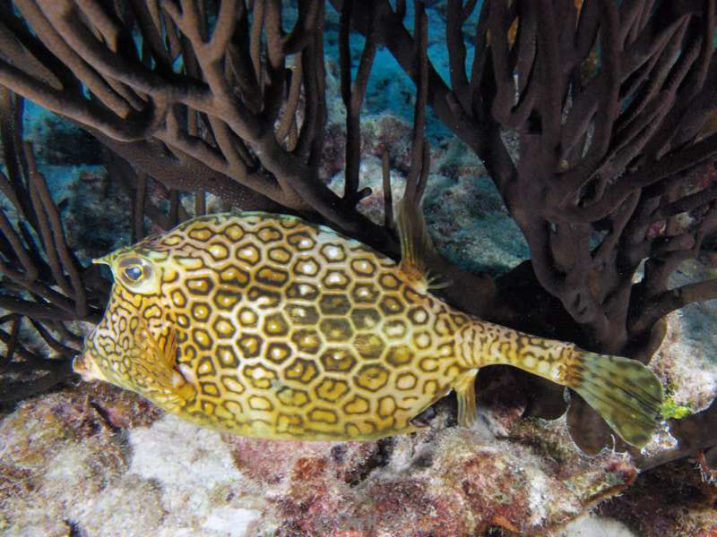 scuba diving bonaire