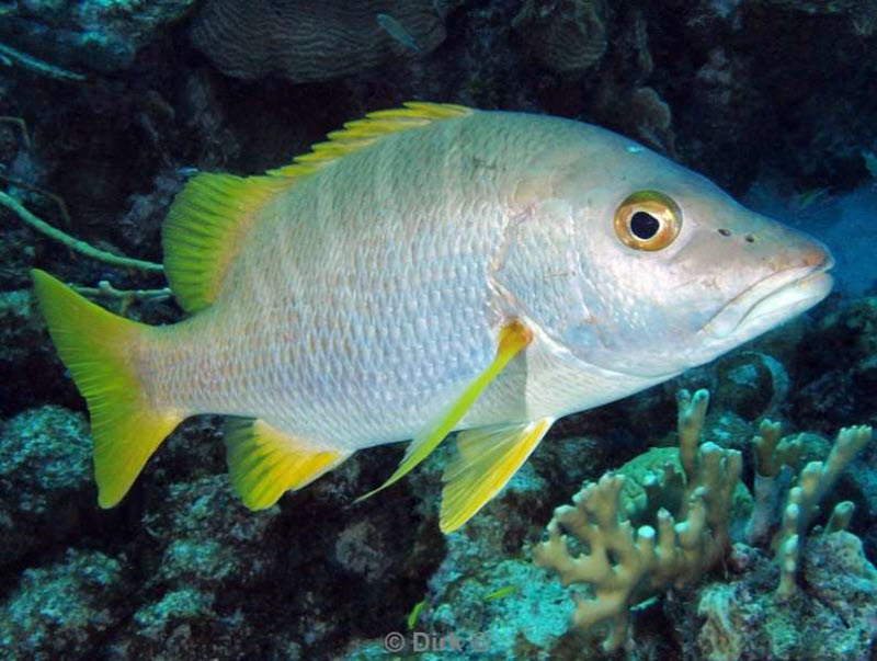 scuba diving bonaire