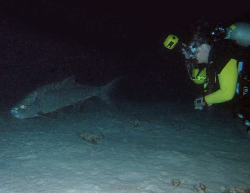 divers bonaire