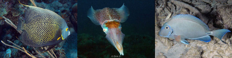 diving bonaire