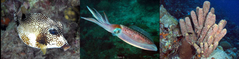 diving bonaire