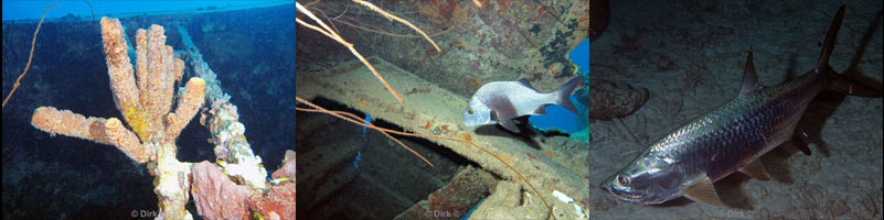 diving bonaire